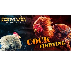 Cara Mengecek Kembali Pertandingan Yang Sudah Selesai di Tonyasia | Sabung Ayam | Sabung Ayam Online